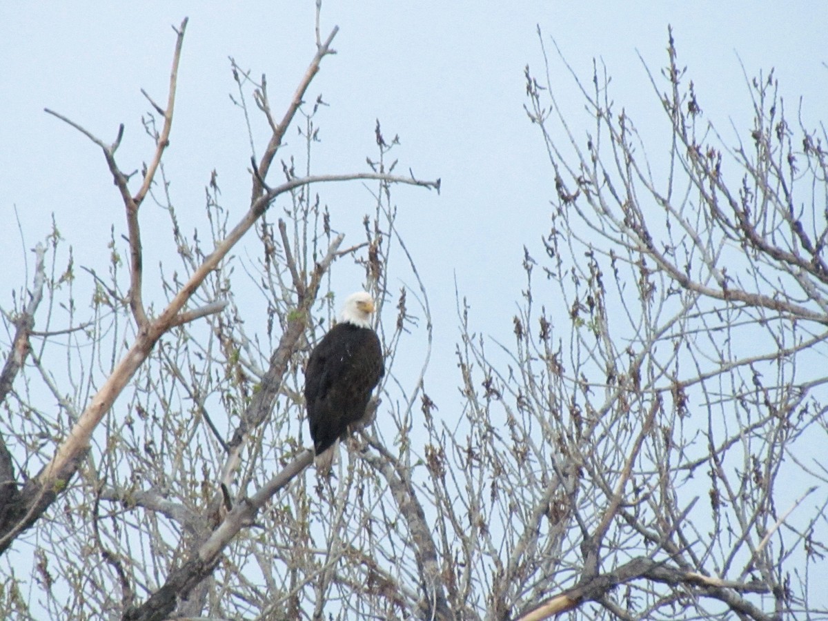 Bald Eagle - ML97497701