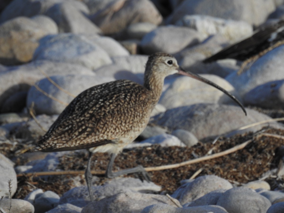 Long-billed Curlew - Chad Heath