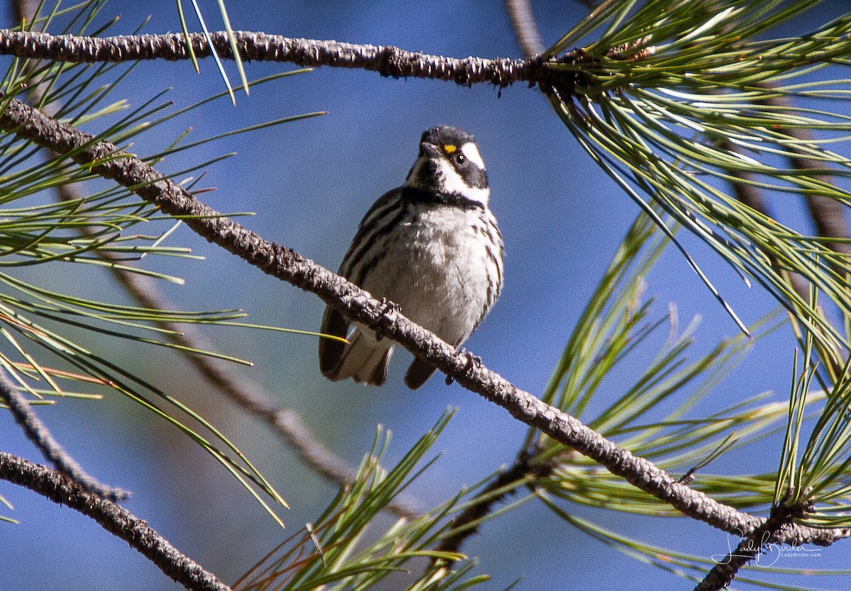 Black-throated Gray Warbler - Lyndie Mason Warner