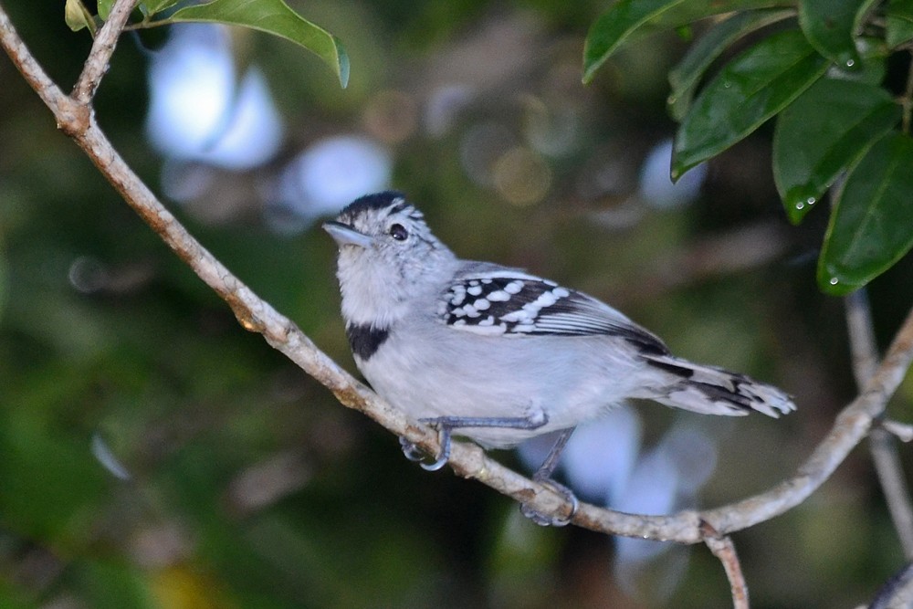 Pectoral Antwren - Bruno Rennó