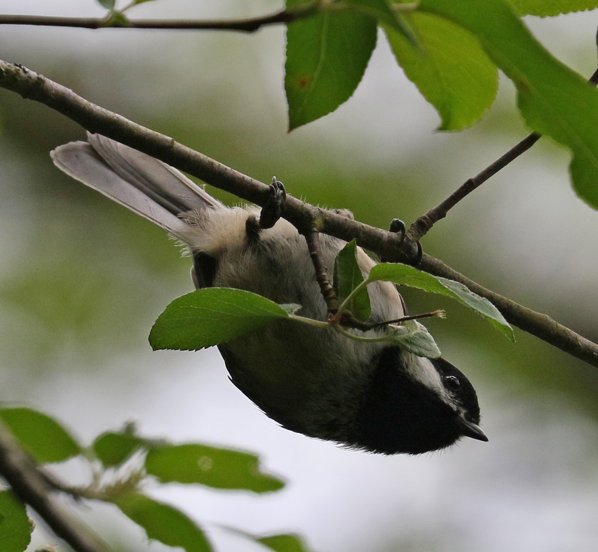 Black-capped Chickadee - ML97501131