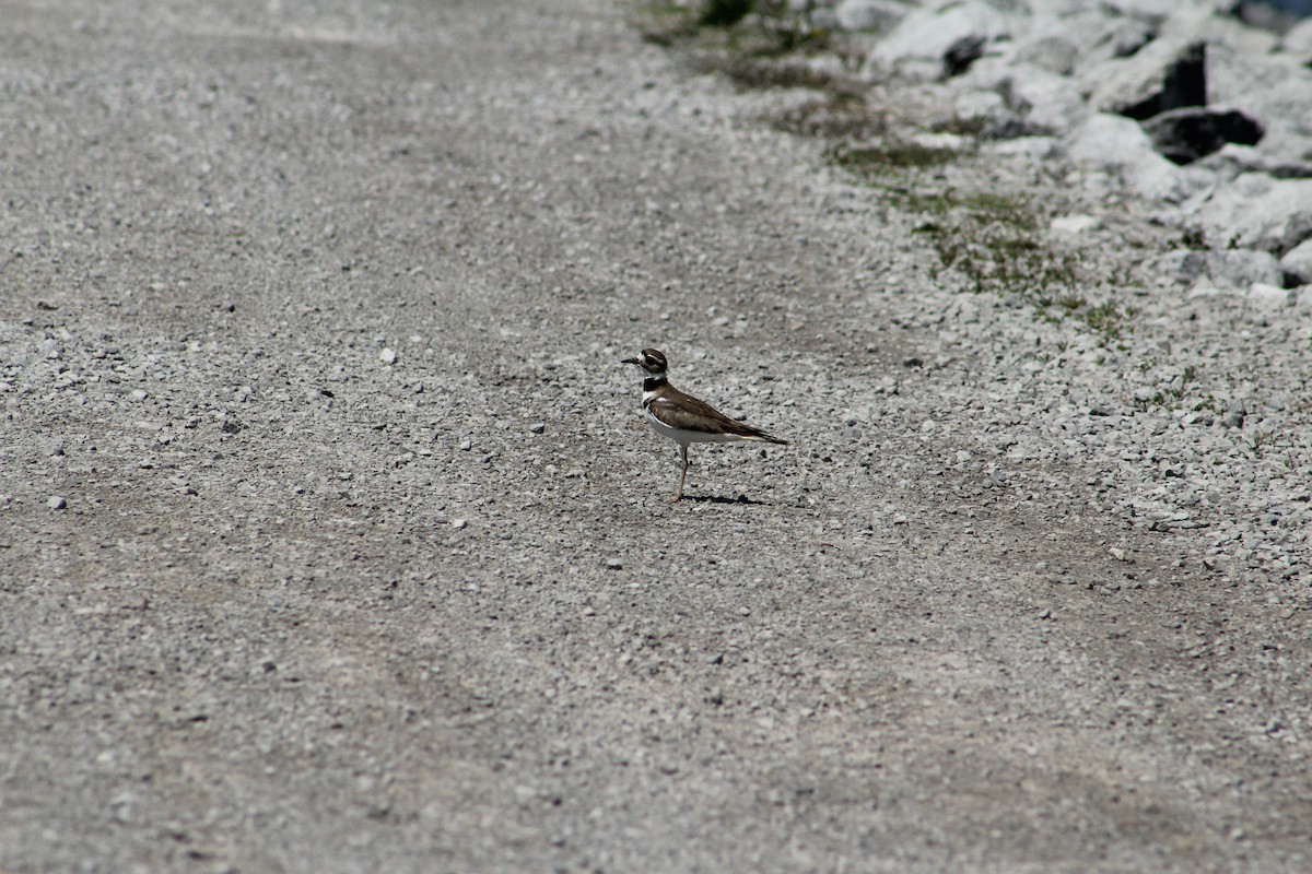 Killdeer - ML97504421