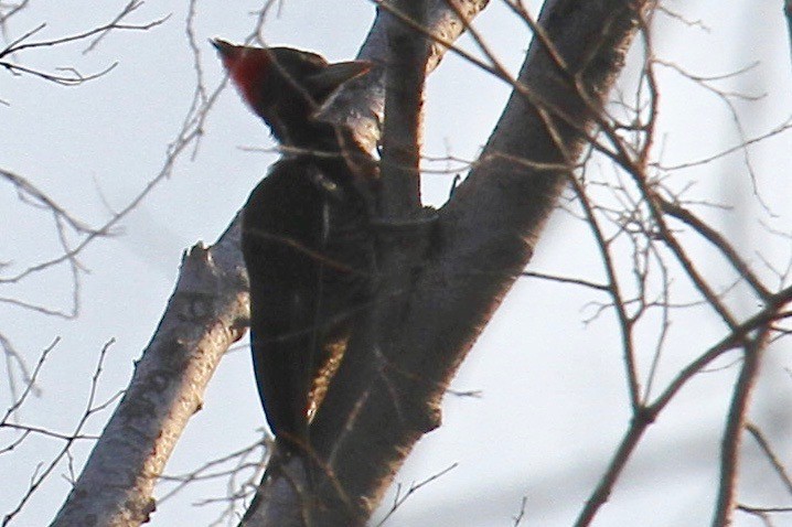 Pale-billed Woodpecker - Ryan Terrill