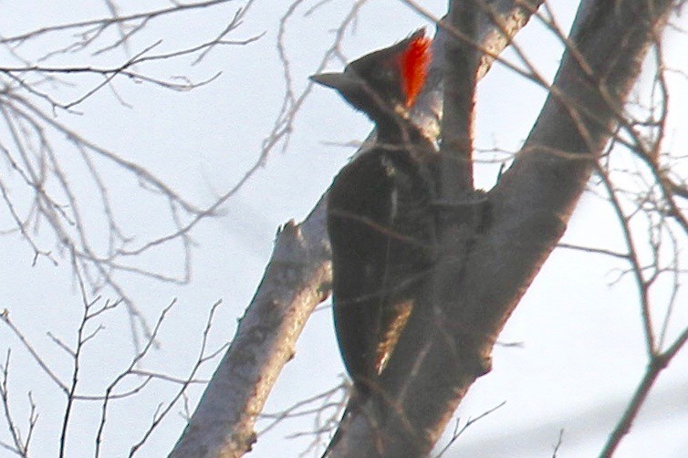 Pale-billed Woodpecker - ML97505431