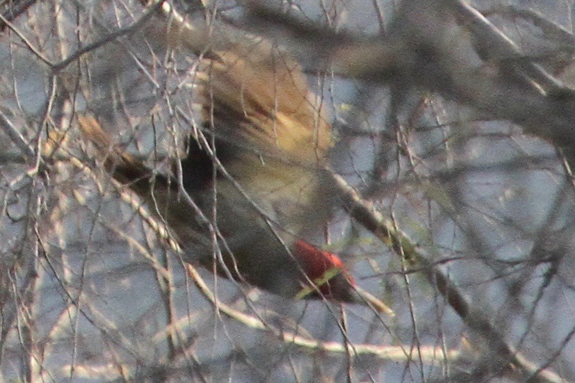 Pale-billed Woodpecker - ML97505441