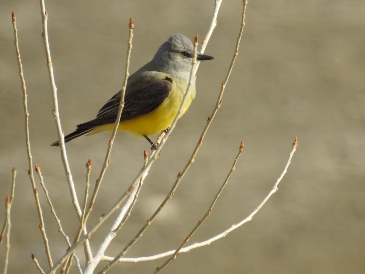Western Kingbird - ML97506501