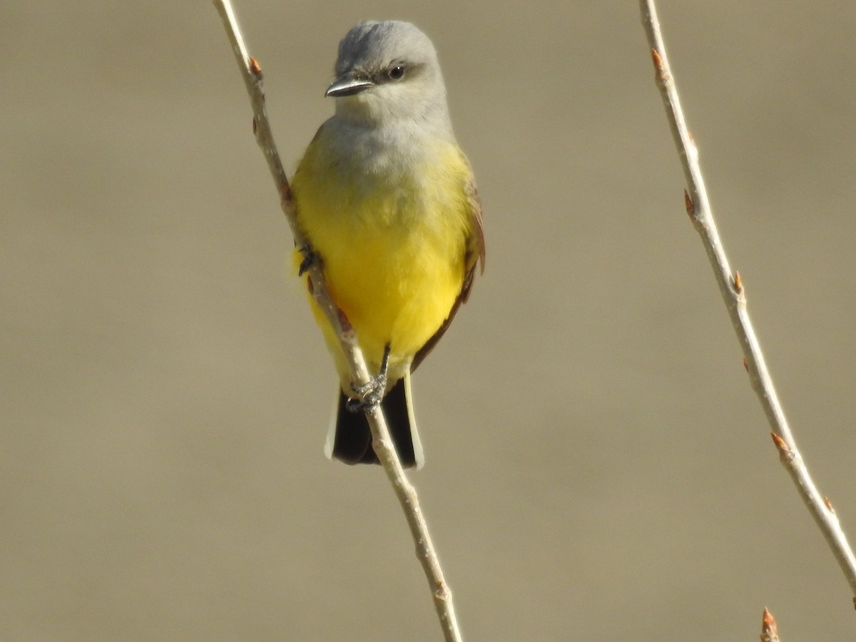 Western Kingbird - ML97506511