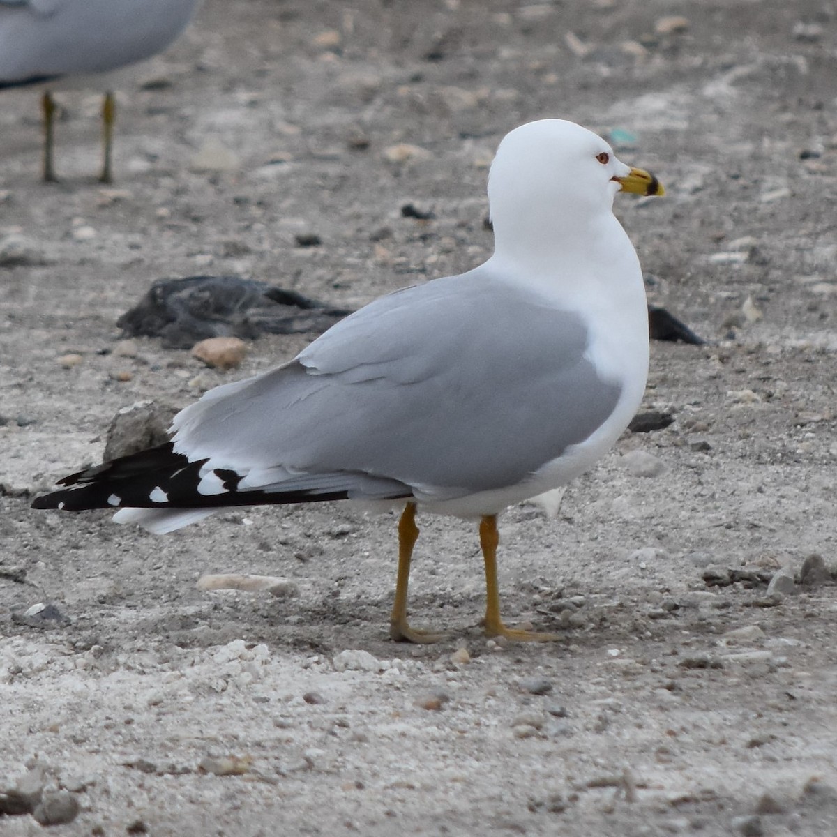 Ring-billed Gull - ML97506791