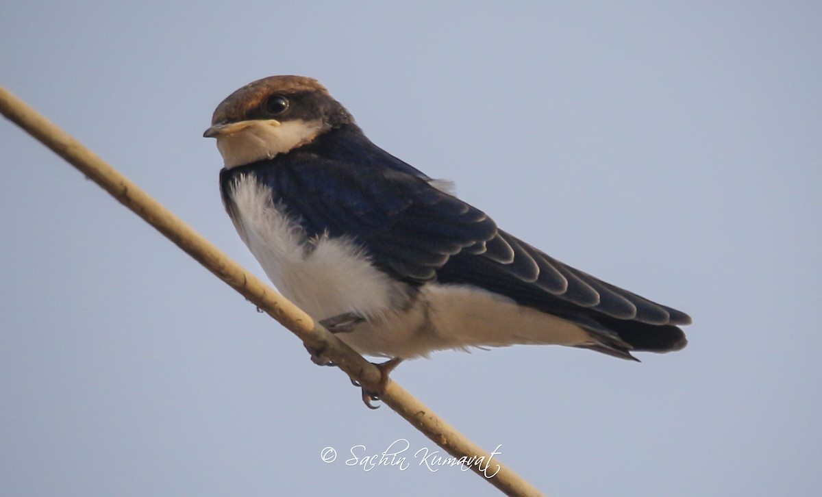 Barn Swallow - ML97506871