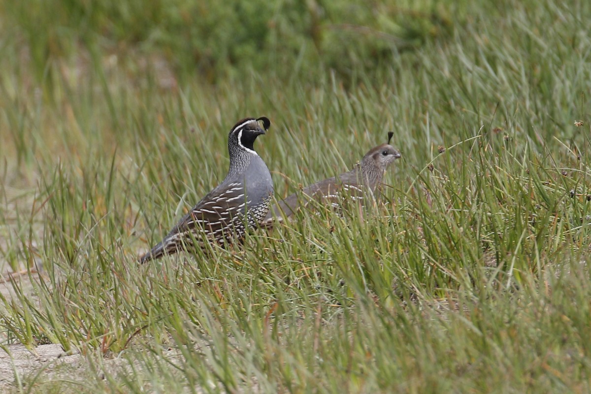 California Quail - Donna Pomeroy