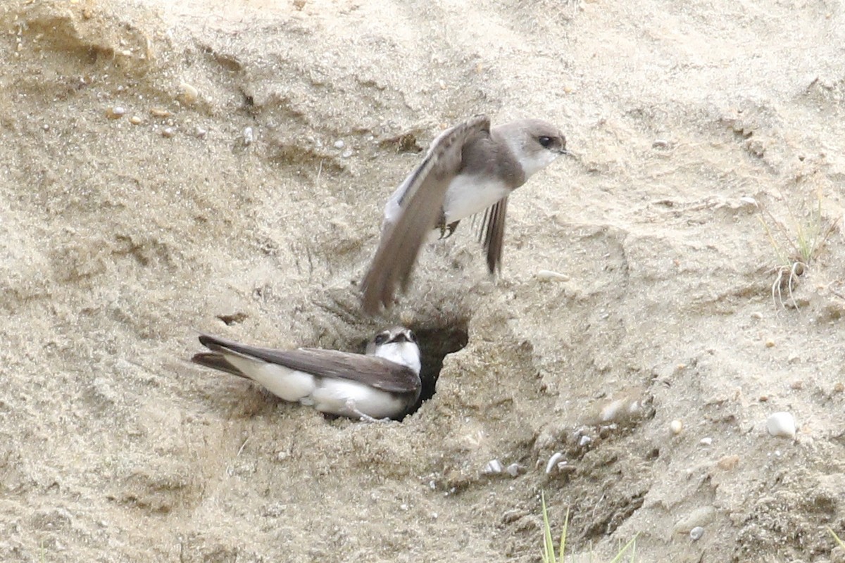 ショウドウツバメ - ML97507601