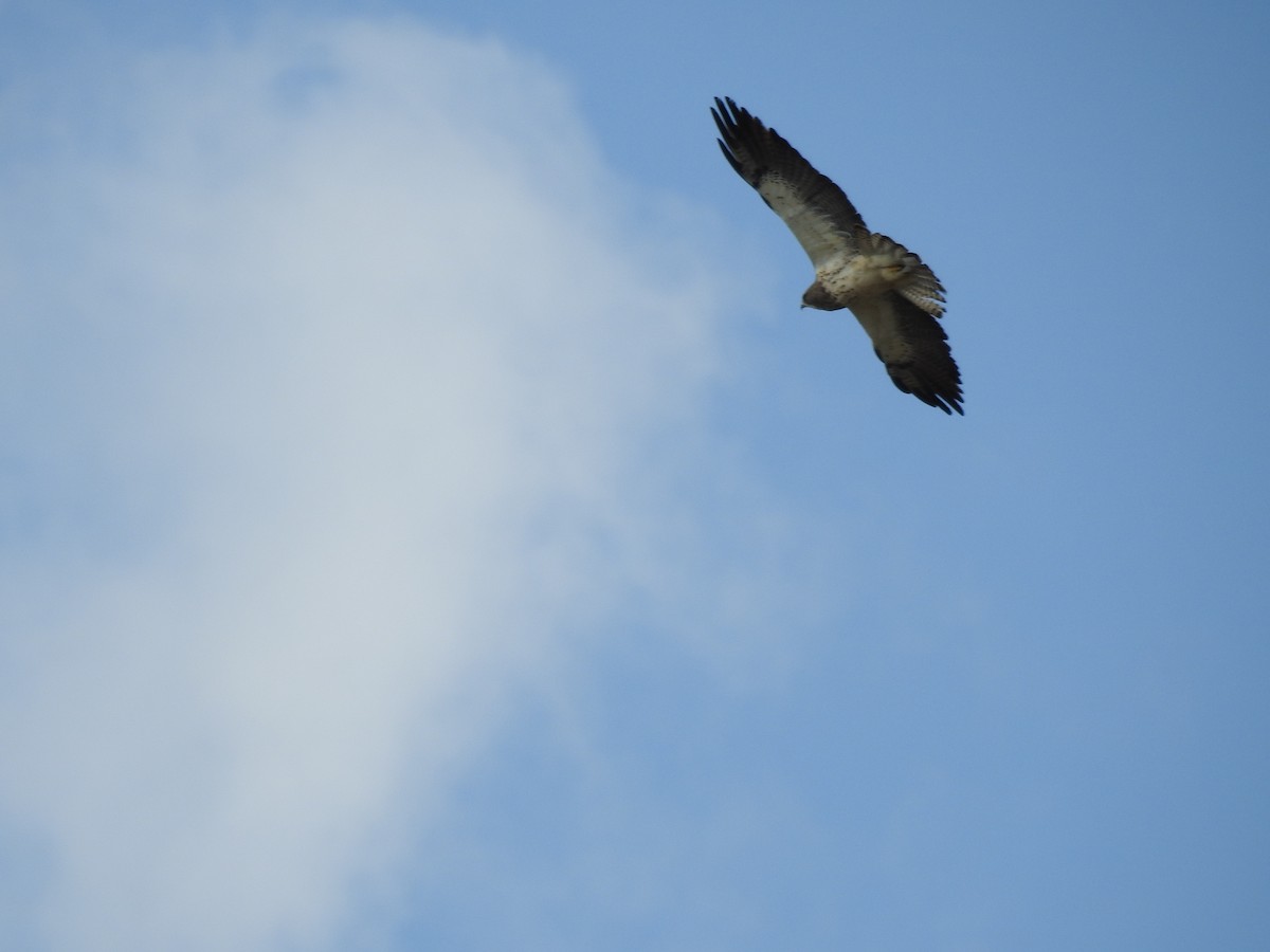 Swainson's Hawk - ML97508021