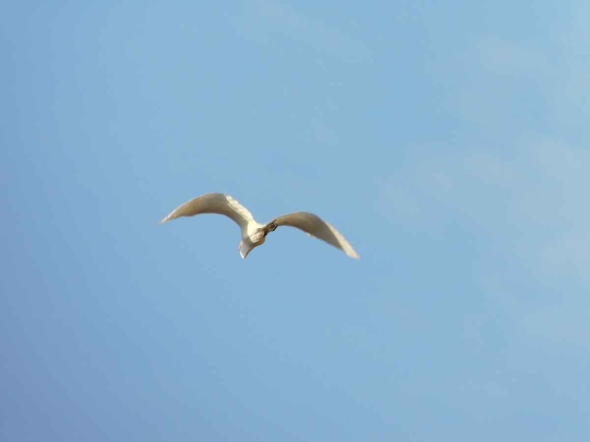 Great Egret - ML97508951