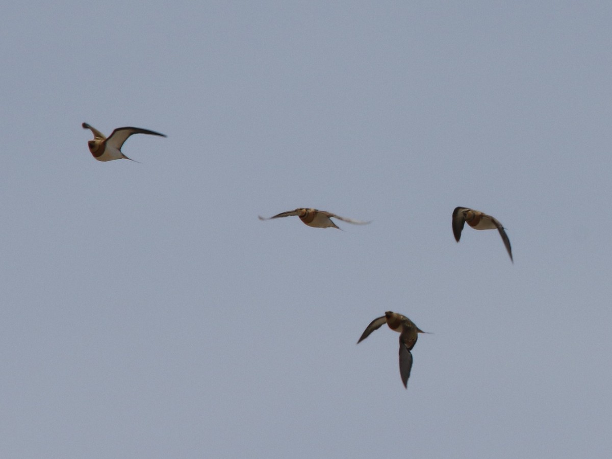 Pin-tailed Sandgrouse - José Luis Sobrino González