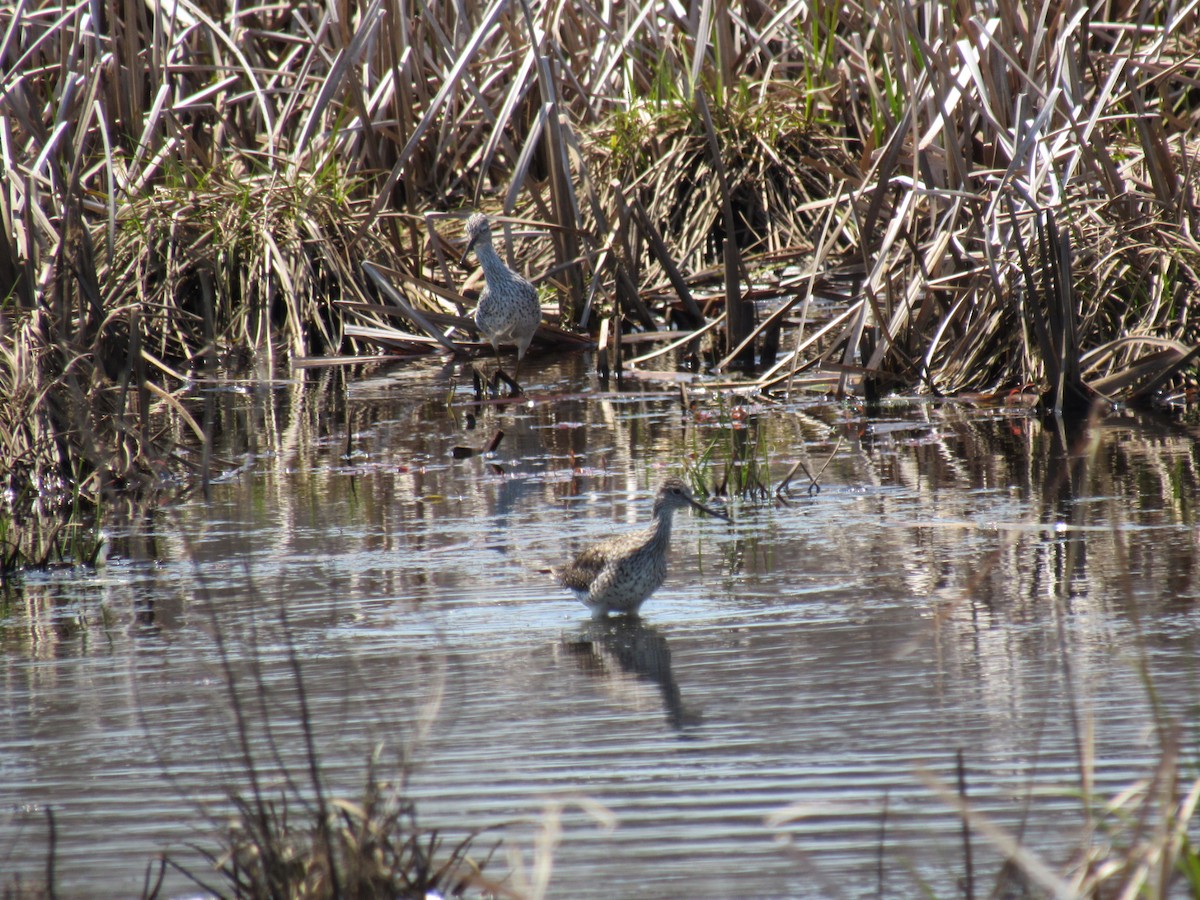 Greater Yellowlegs - Kathleen Ashman