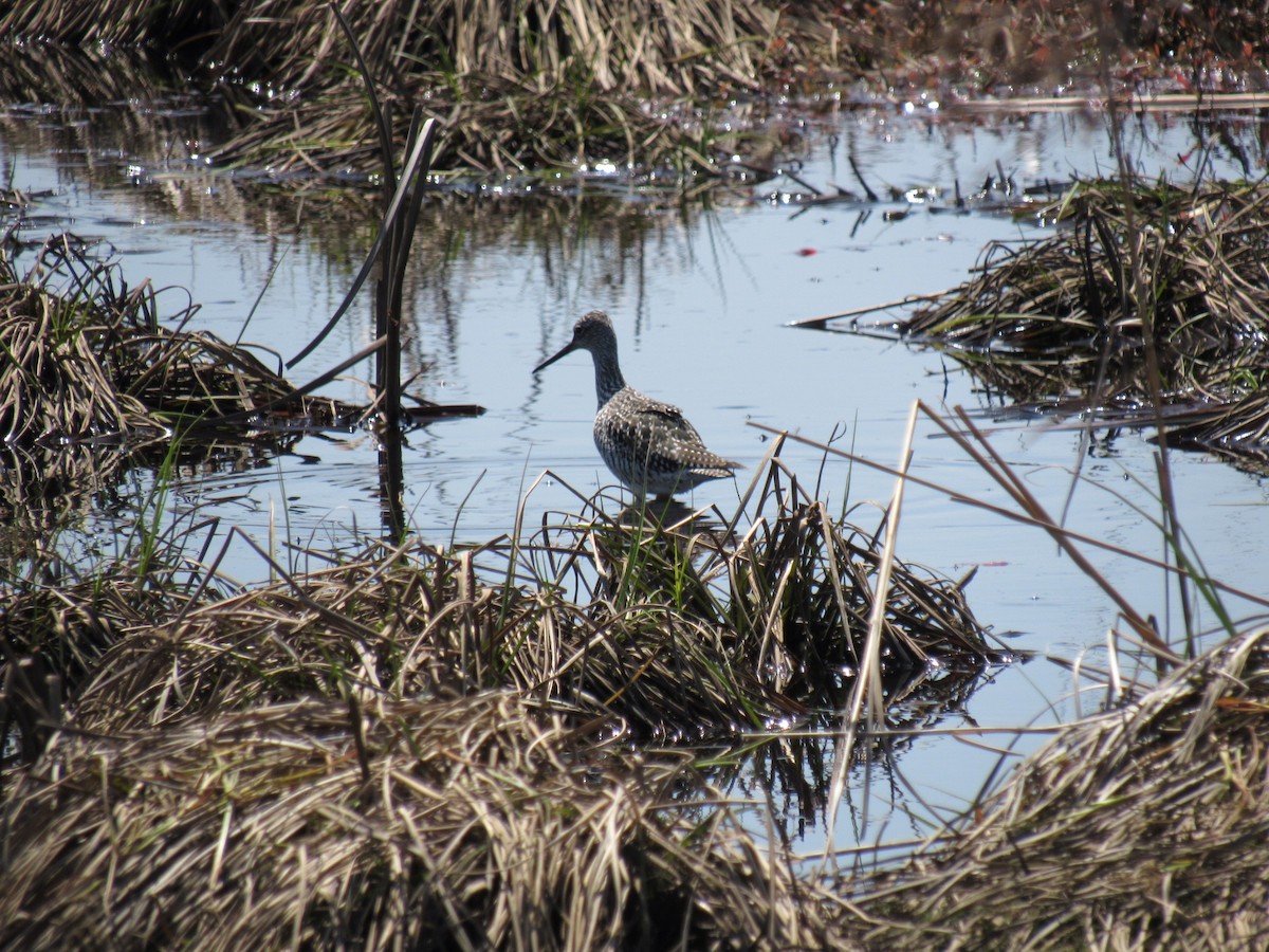 Greater Yellowlegs - Kathleen Ashman