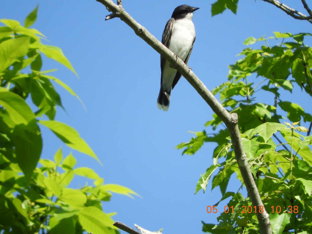 Eastern Kingbird - ML97511511