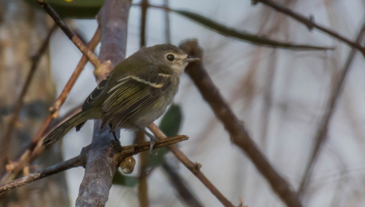 Bell's Vireo - ML97511791
