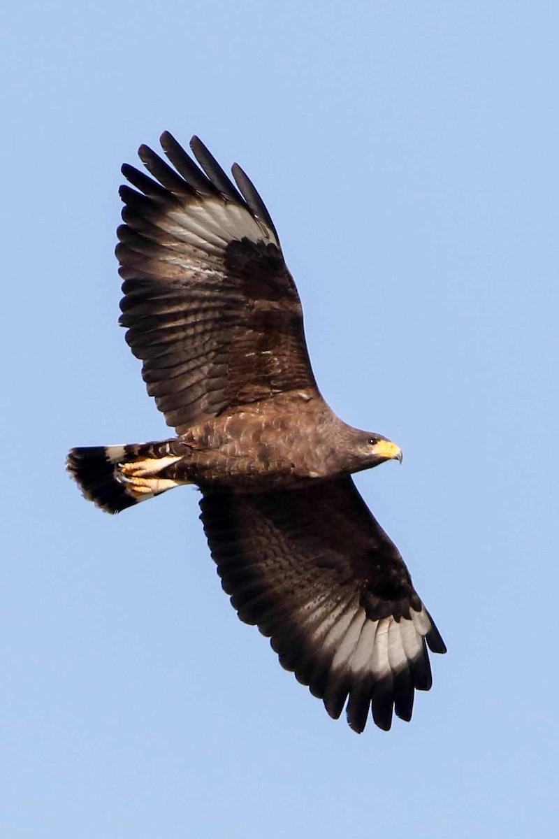 Cuban Black Hawk - Byron Stone
