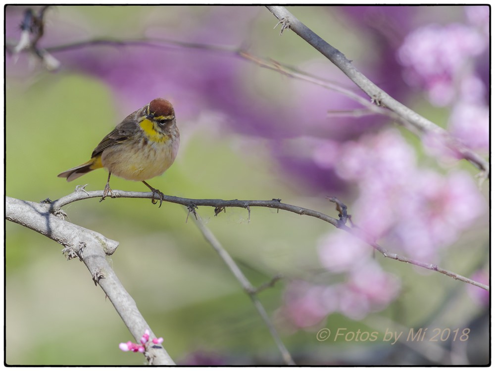 Paruline à couronne rousse - ML97513841