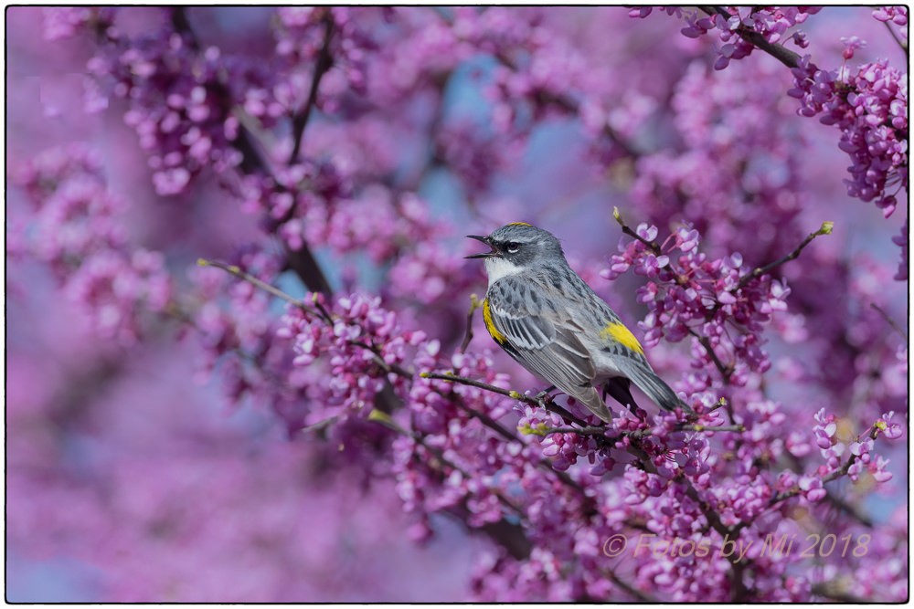 Yellow-rumped Warbler - ML97513921