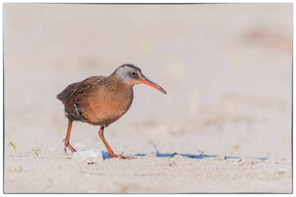 Virginia Rail - ML97514281