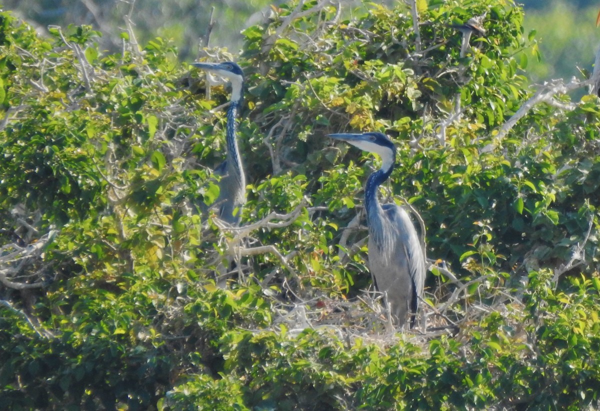 Garza Cabecinegra - ML97514301