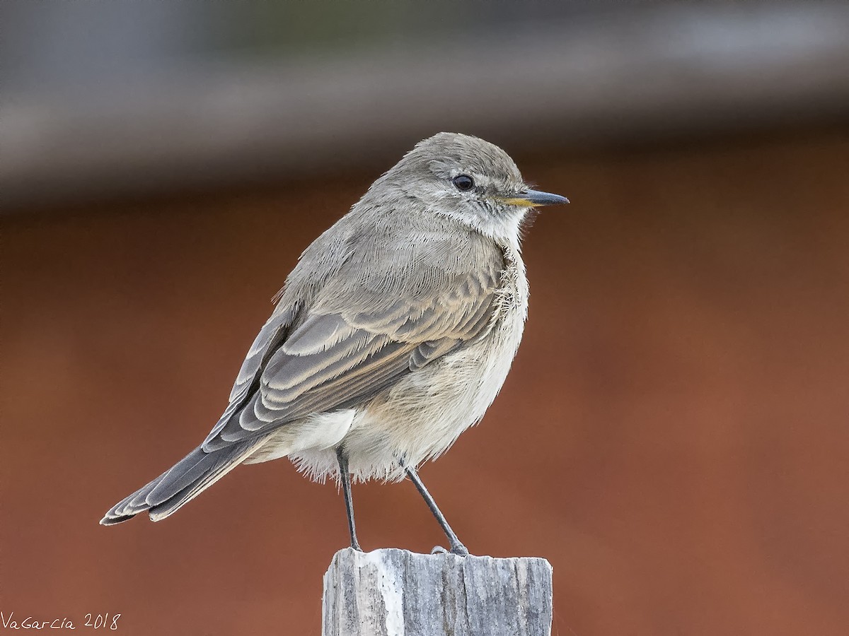 Spot-billed Ground-Tyrant - VERONICA ARAYA GARCIA