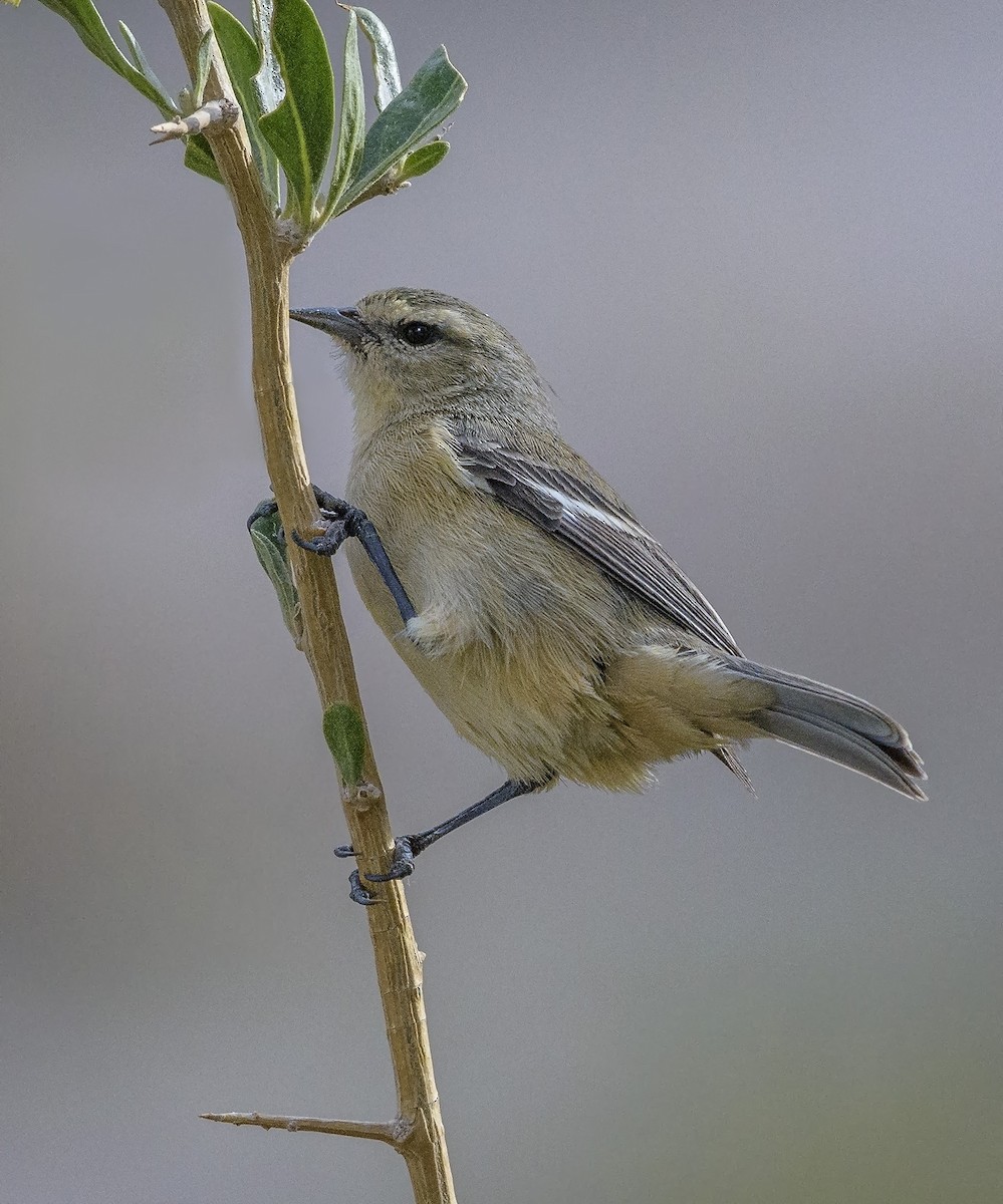 Cinereous Conebill - ML97514701