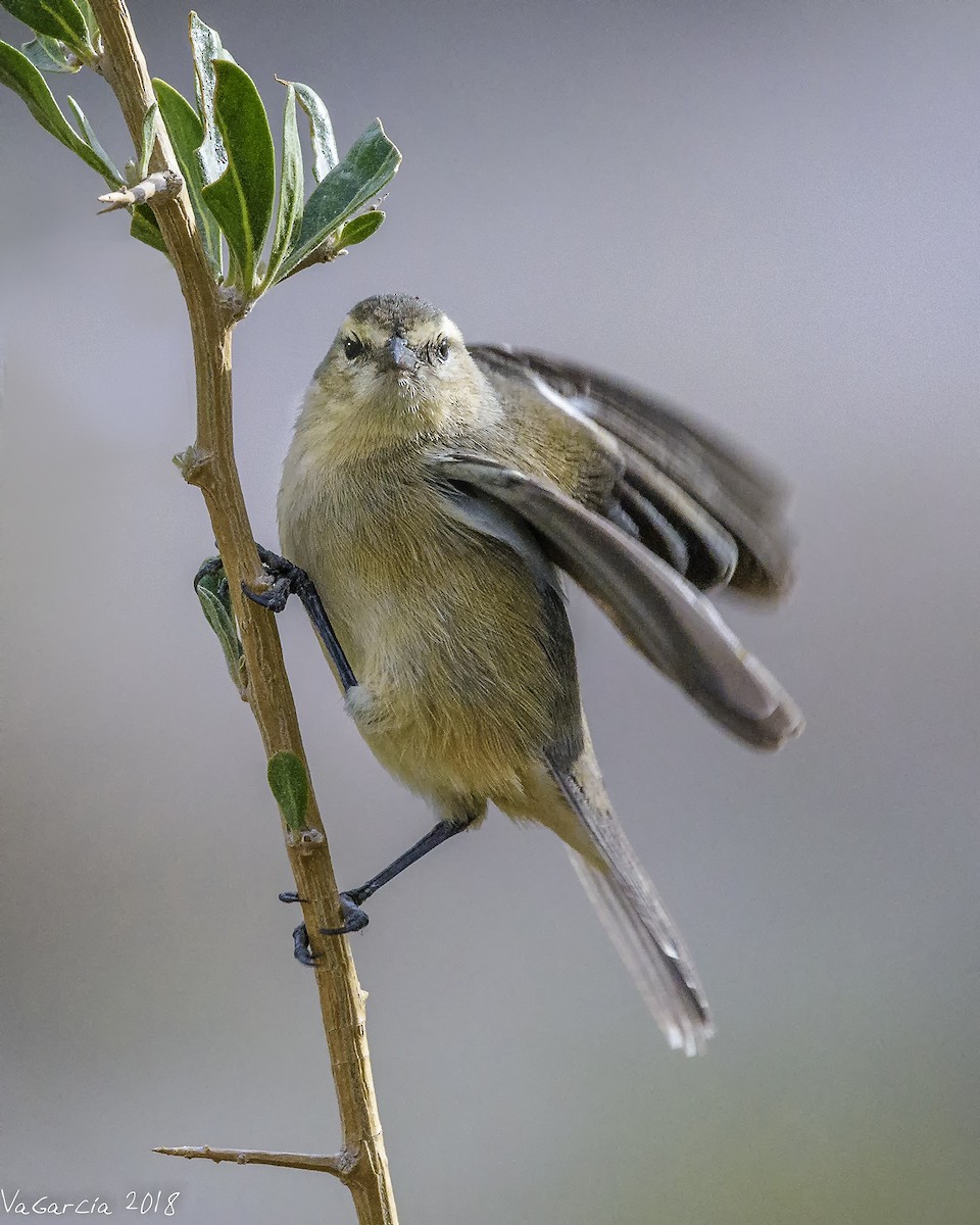 Cinereous Conebill - ML97514721