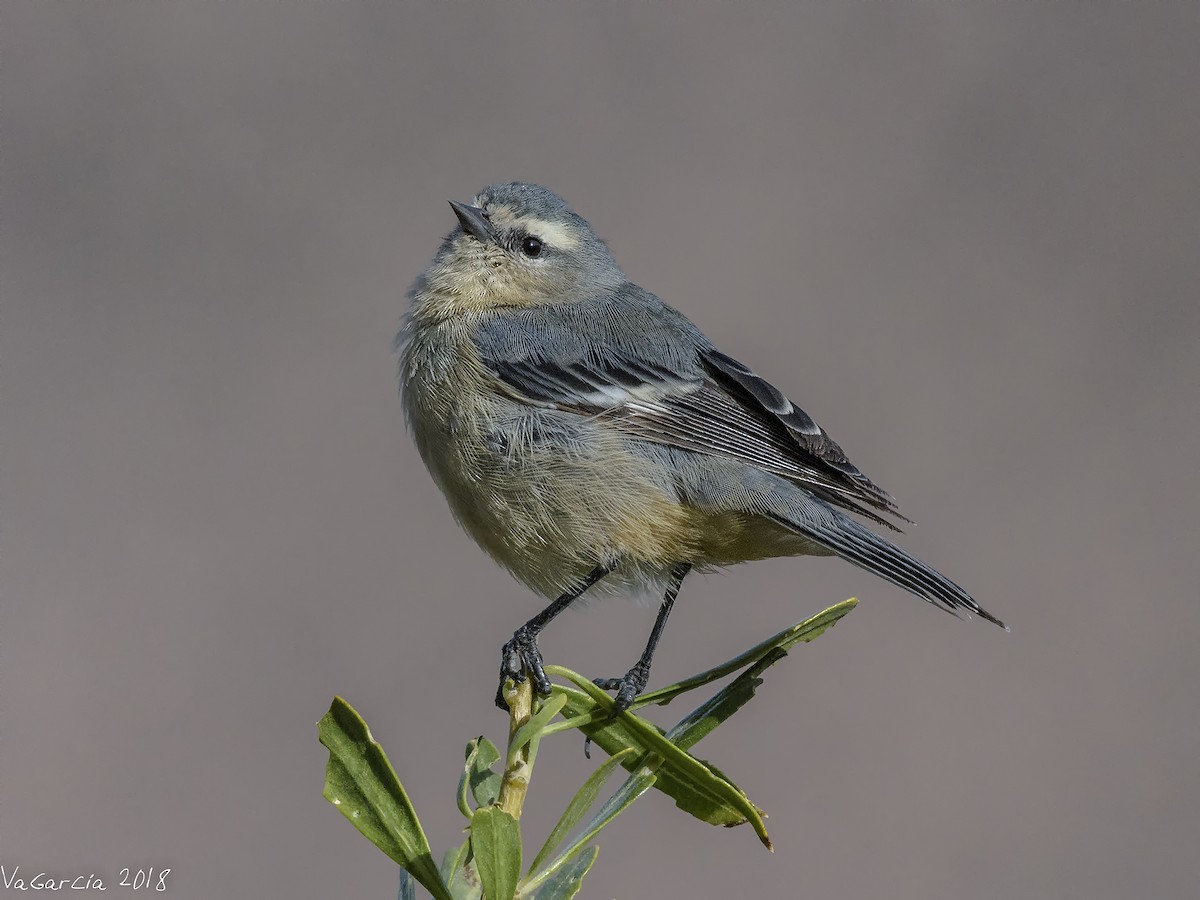 Cinereous Conebill - ML97514731