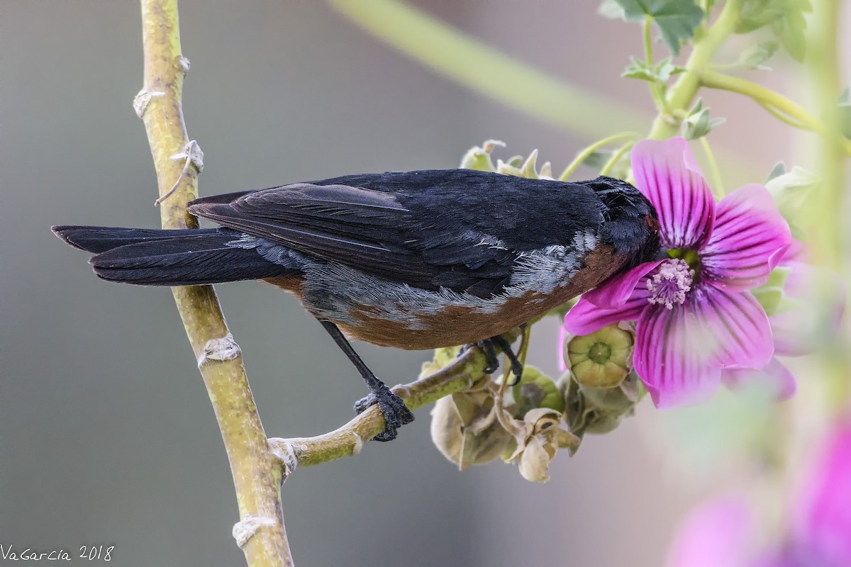 svartstrupeblomsterborer - ML97514821