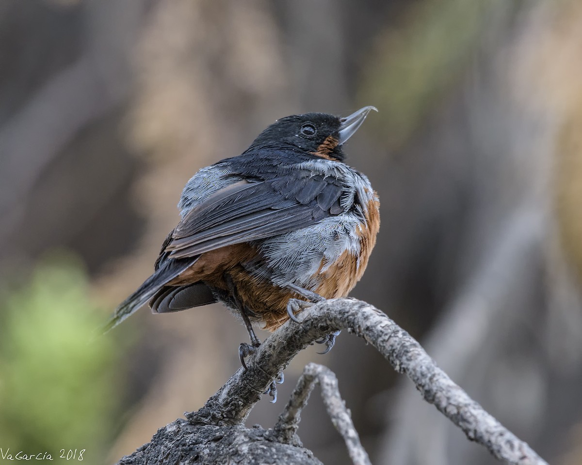 Black-throated Flowerpiercer - ML97514831