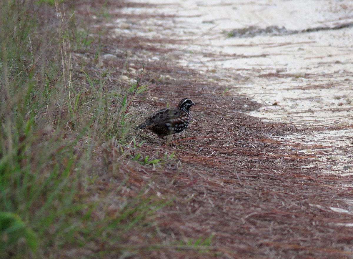 Black-throated Bobwhite - ML97517341