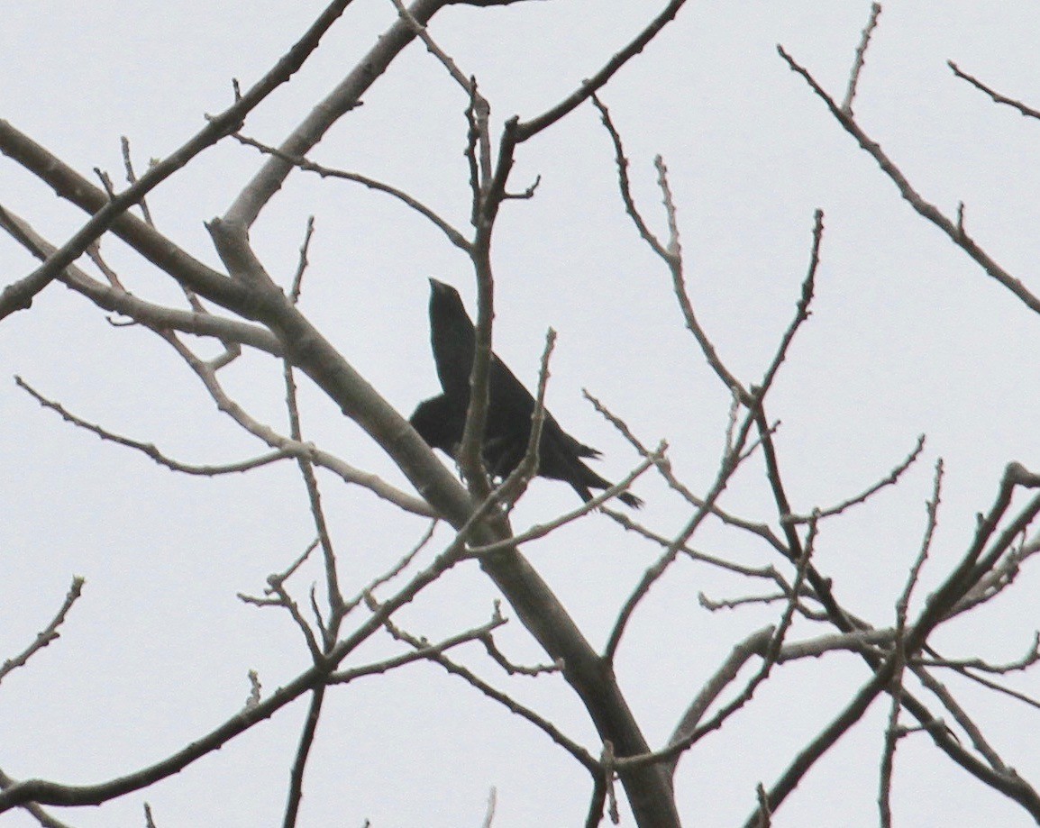 Bronzed Cowbird - Ryan Terrill