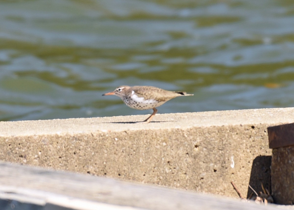 Spotted Sandpiper - ML97519741