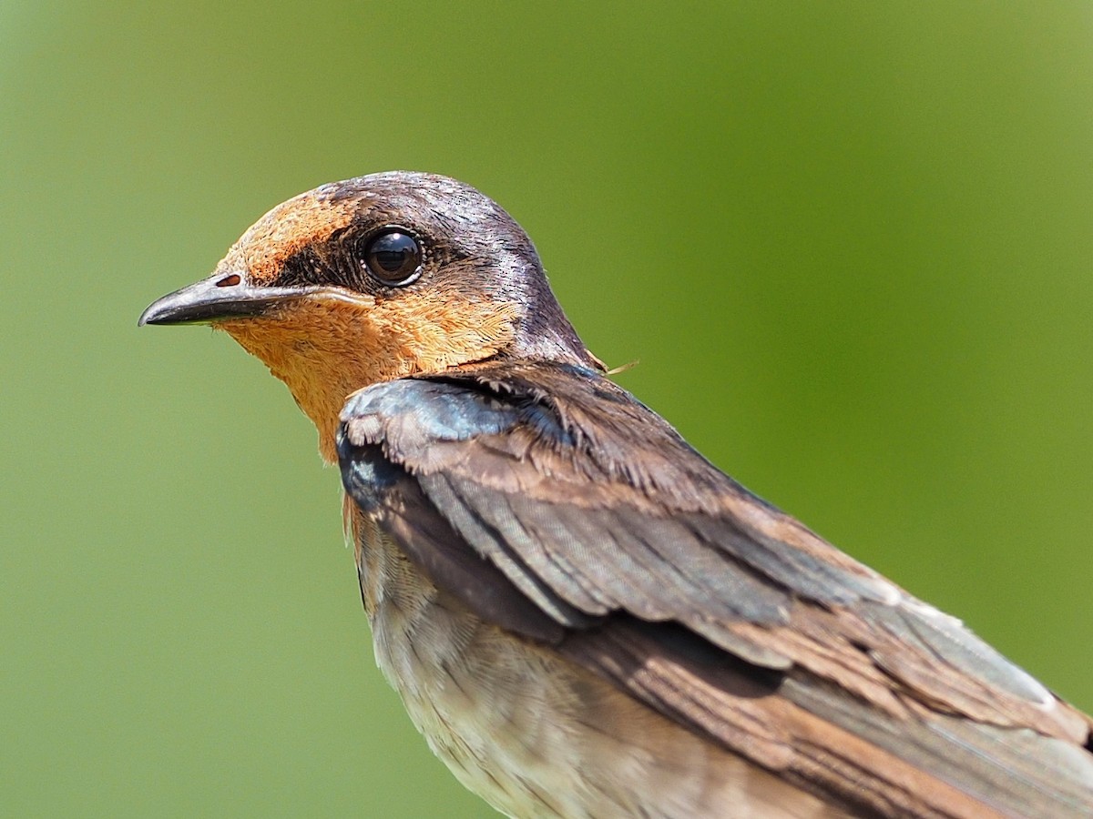 Pacific Swallow - ML97521441