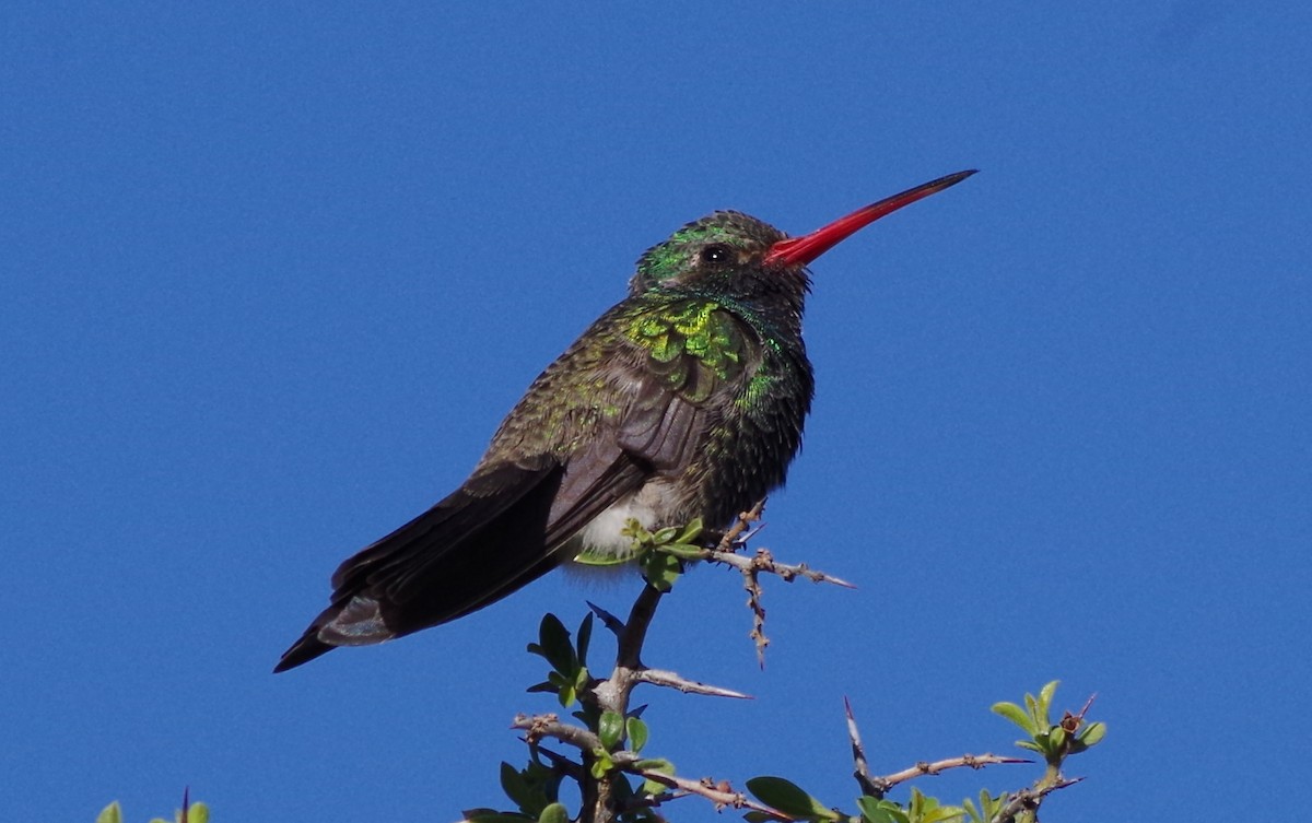 Broad-billed Hummingbird - ML97522091