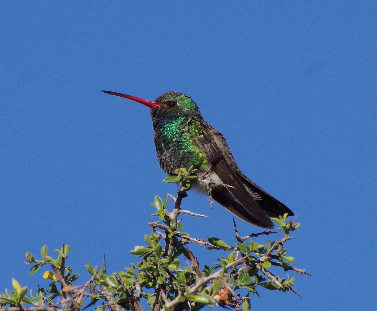 Broad-billed Hummingbird - ML97522101