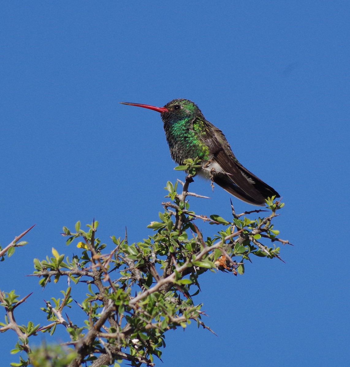 Broad-billed Hummingbird - ML97522121