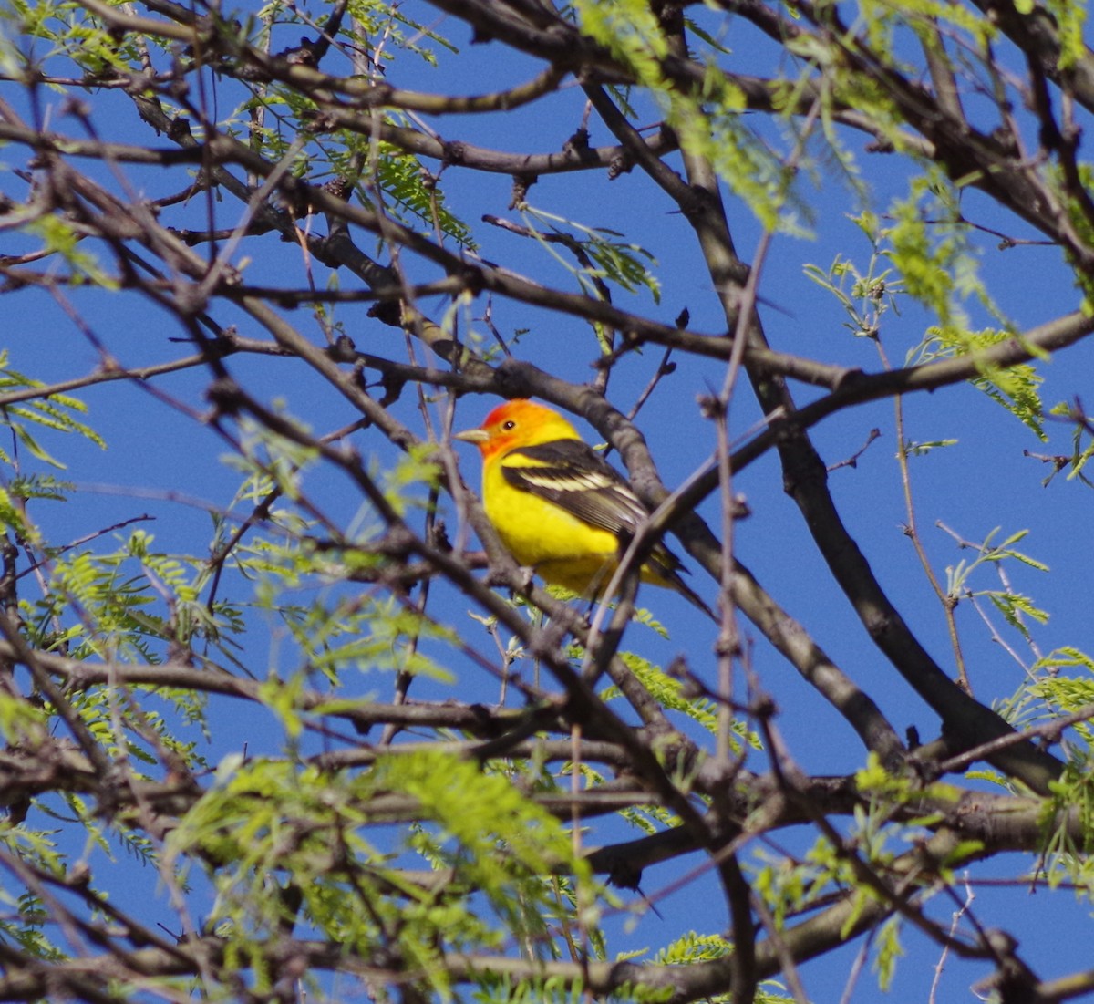 Western Tanager - ML97522201