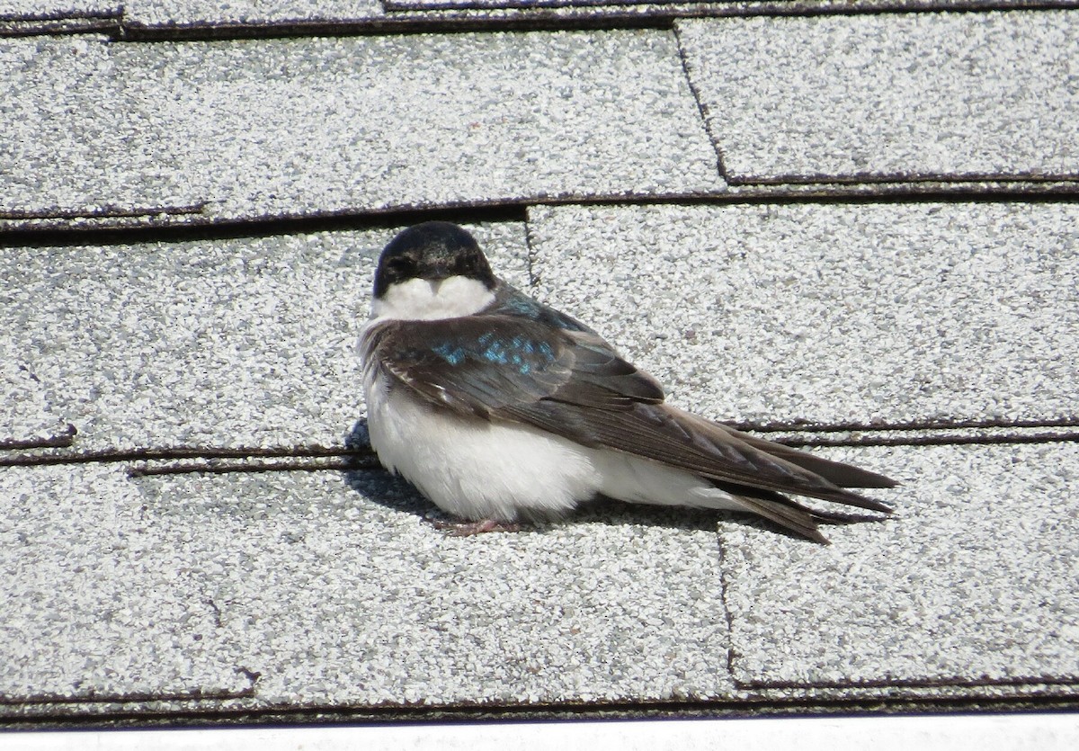 Tree Swallow - Mike Judd