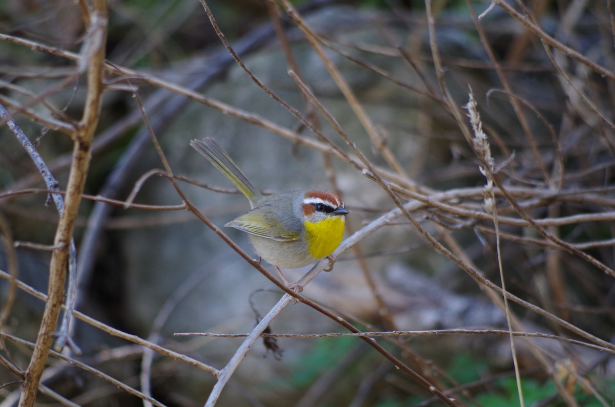 Rufous-capped Warbler - ML97524201