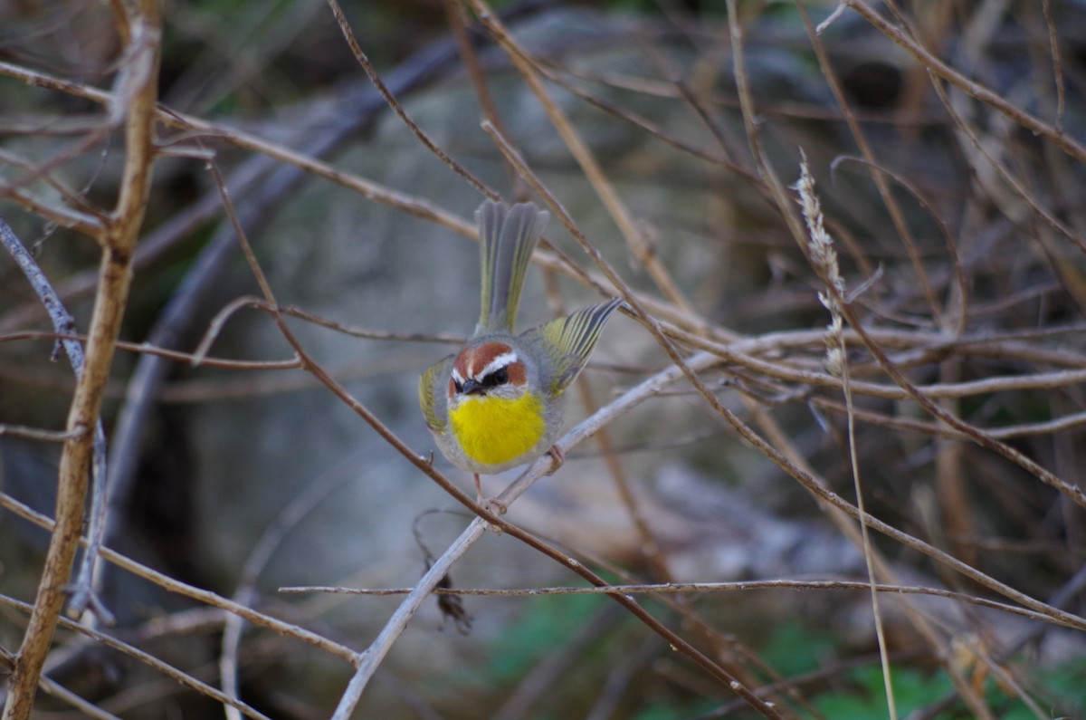 Rufous-capped Warbler - ML97524211