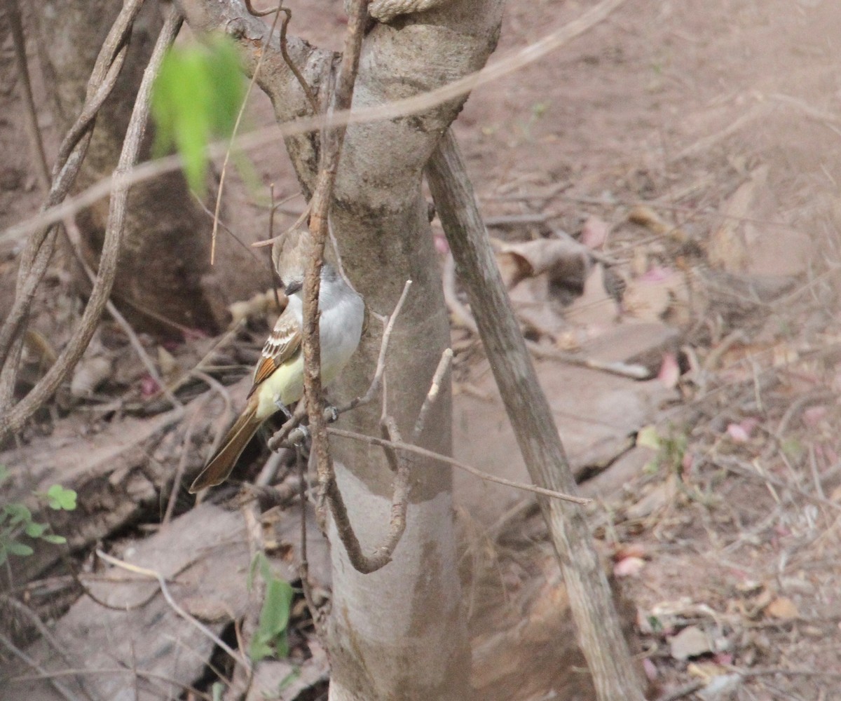 Ash-throated Flycatcher - ML97524591