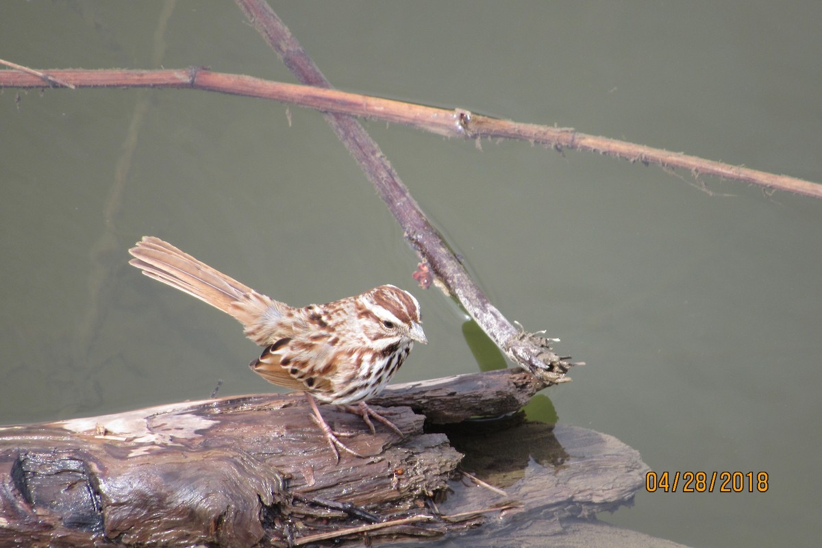 Song Sparrow - ML97525481