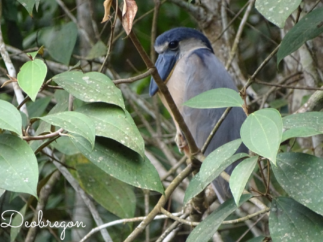 Boat-billed Heron - Diana  Obregón