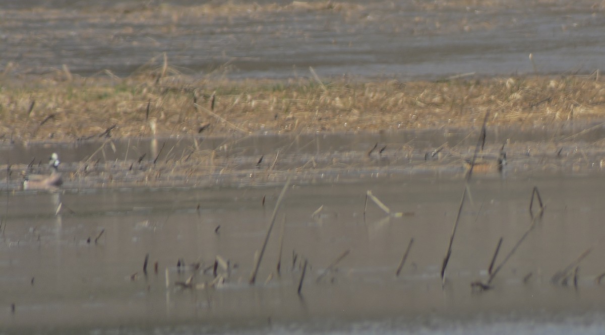 American Wigeon - ML97525741