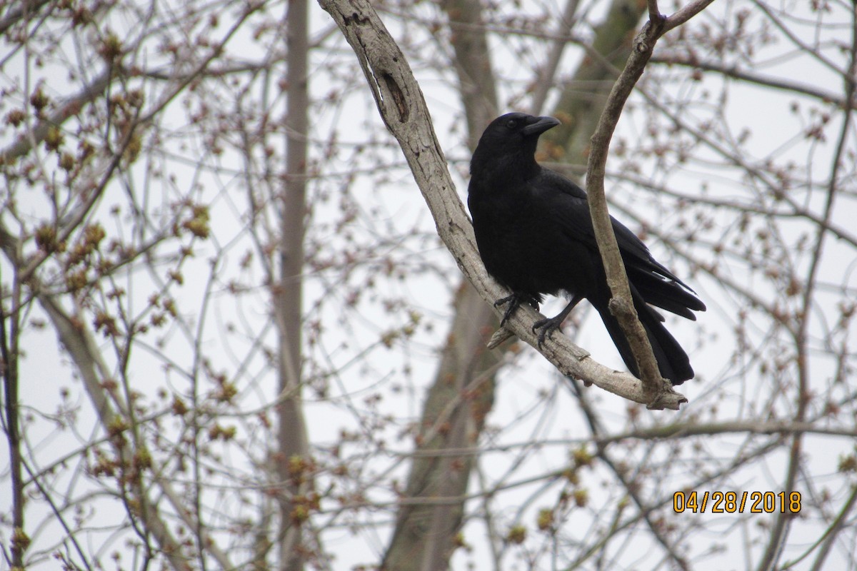 American Crow - ML97525901