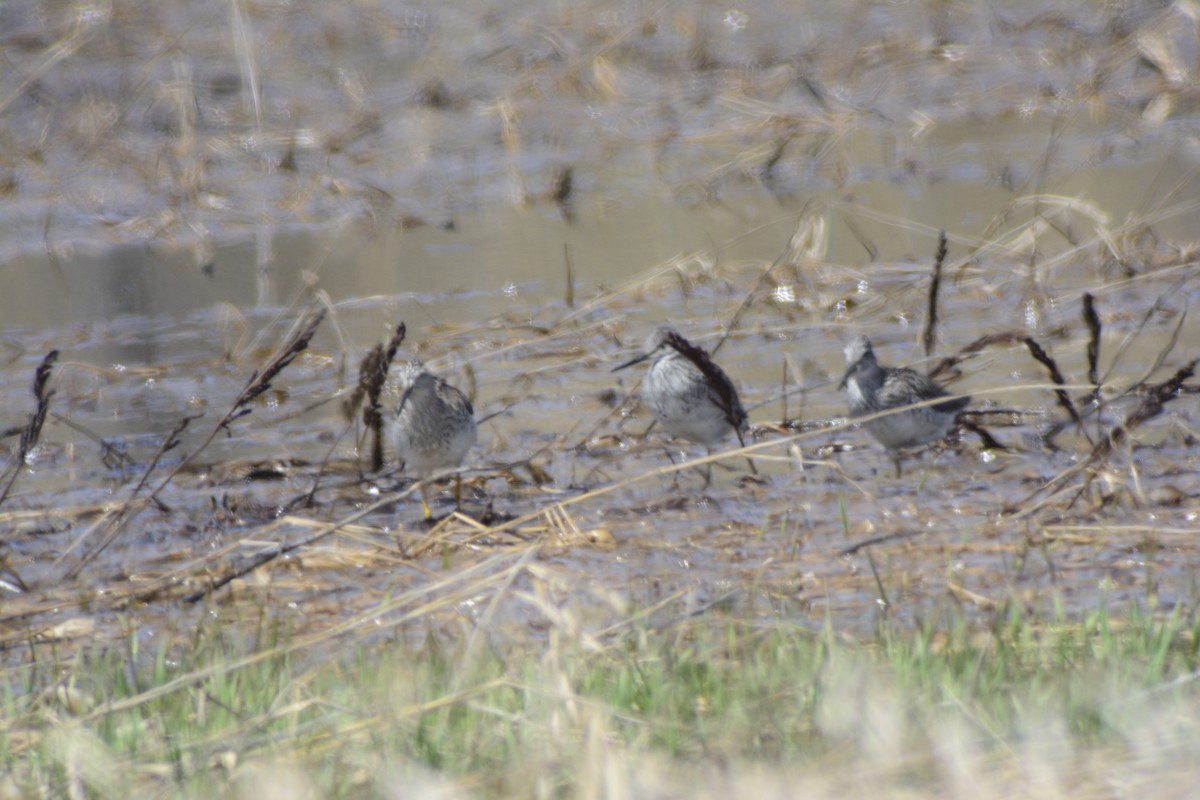 Greater Yellowlegs - ML97526481